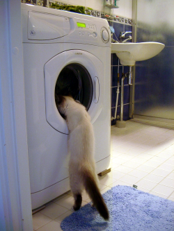 Cat investigates washing machine